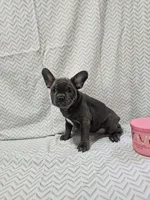 Dolly, a female French Bulldog for sale in Greensburg, IN – 4 of 5