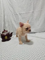 Parker, a male Frenchton for sale in Greensburg, IN – 3 of 4