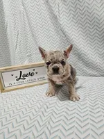 Heidi, a female French Bulldog for sale in Greensburg, IN – Photo 1 of 4