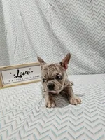Heidi, a female French Bulldog for sale in Greensburg, IN – Photo 2 of 4