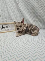 Heidi, a female French Bulldog for sale in Greensburg, IN – Photo 3 of 4