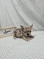 Heidi, a female French Bulldog for sale in Greensburg, IN – Photo 4 of 4