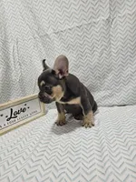 Buddy, a male French Bulldog for sale in Greensburg, IN – 4 of 4