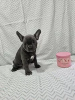Dolly, a female French Bulldog for sale in Greensburg, IN – 2 of 5