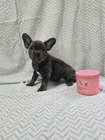 Dolly, a female French Bulldog for sale in Greensburg, IN – 5 of 5