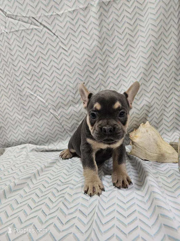 Buddy – French Bulldog puppy for sale in Greensburg, IN