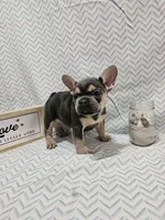 Minnie, a female French Bulldog for sale in Greensburg, IN – 2 of 4
