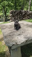 Levi, a male French Bulldog for sale in Greensburg, IN – 2 of 3