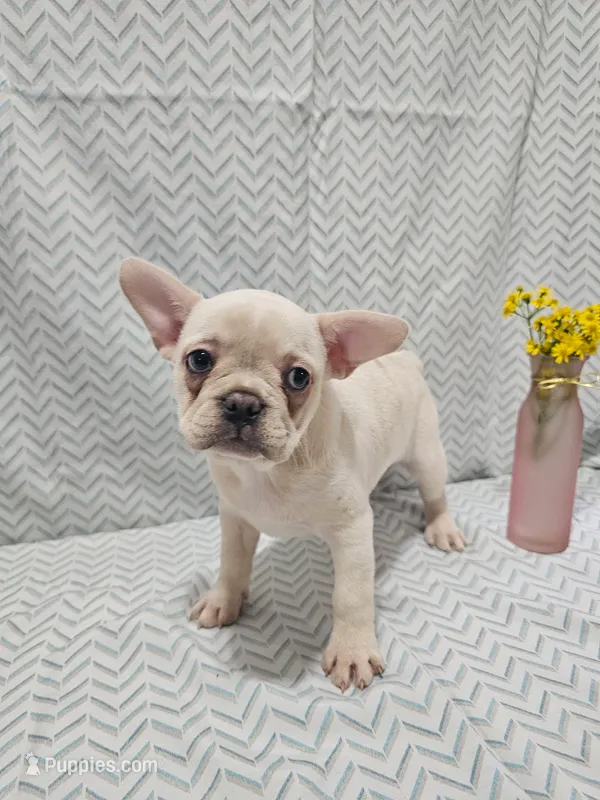 Harper – Frenchton puppy for sale in Greensburg, IN