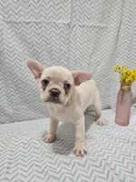 Harper, a female Frenchton for sale in Greensburg, IN – 1 of 5