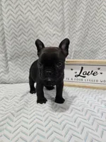 Annie, a female Frenchton for sale in Greensburg, IN – 2 of 4