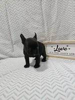 Annie, a female Frenchton for sale in Greensburg, IN – 3 of 4