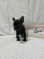Annie, a female Frenchton for sale in Greensburg, IN – 4 of 4