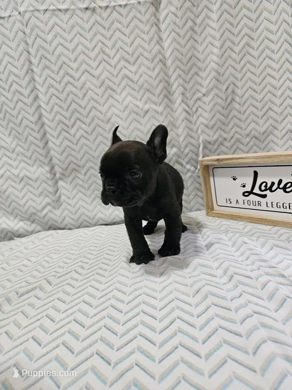 Annie – Frenchton puppy for sale in Greensburg, IN
