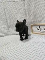 Annie, a female Frenchton for sale in Greensburg, IN – 1 of 4