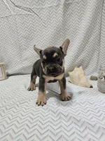 Buddy, a male French Bulldog for sale in Greensburg, IN – 3 of 3