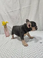 Minnie, a female French Bulldog for sale in Greensburg, IN – 4 of 4
