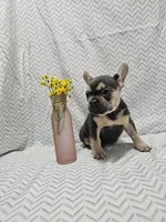 Minnie, a female French Bulldog for sale in Greensburg, IN – 2 of 4