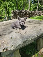 Levi, a male French Bulldog for sale in Greensburg, IN – 3 of 3