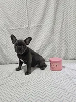 Dolly, a female French Bulldog for sale in Greensburg, IN – 3 of 5