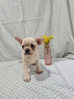 Harper, a female Frenchton for sale in Greensburg, IN – 5 of 5