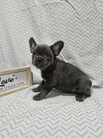 Dolly, a female French Bulldog for sale in Greensburg, IN – 3 of 3