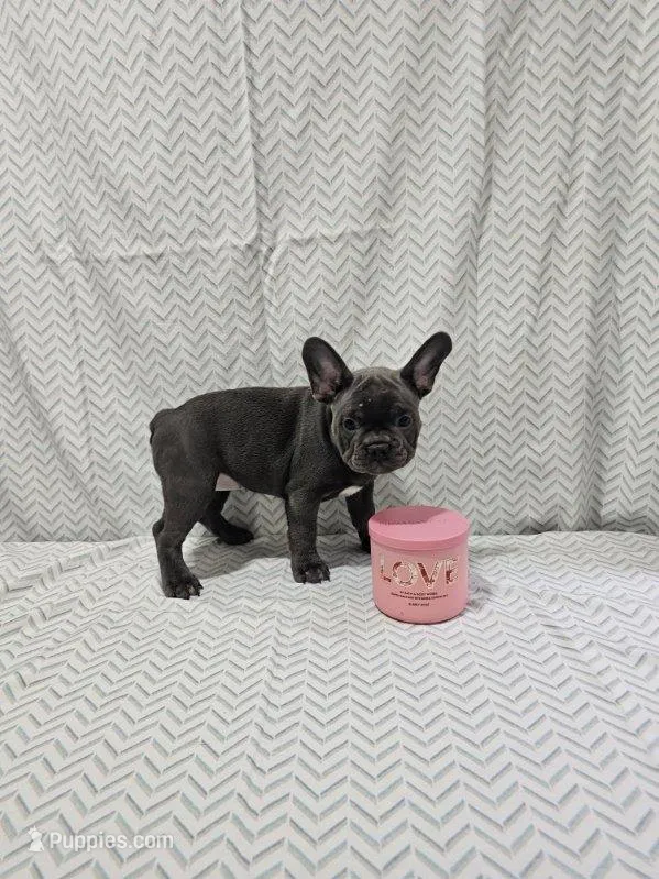 Dolly – French Bulldog puppy for sale in Greensburg, IN