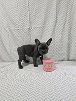 Dolly, a female French Bulldog for sale in Greensburg, IN – 1 of 5