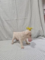 Harper, a female Frenchton for sale in Greensburg, IN – 2 of 5