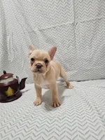 Parker, a male Frenchton for sale in Greensburg, IN – 4 of 4