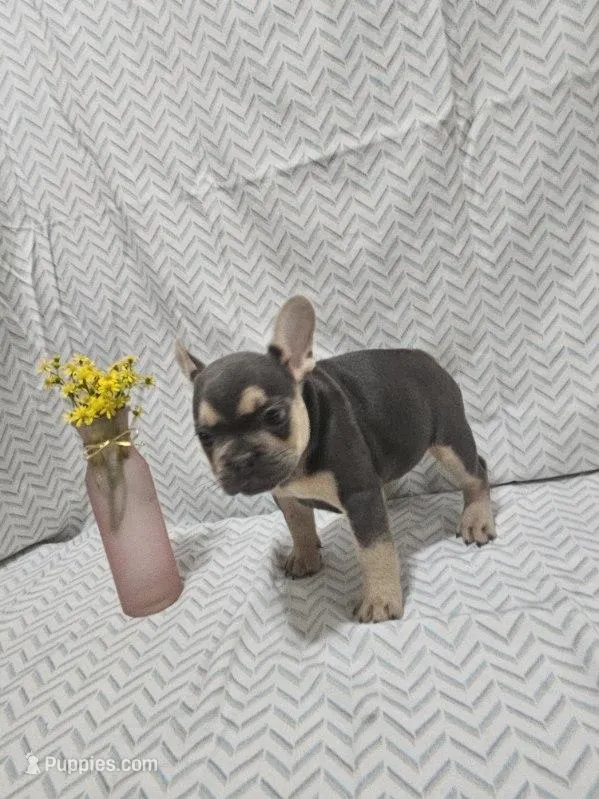 Minnie – French Bulldog puppy for sale in Greensburg, IN