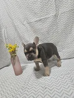 Minnie, a female French Bulldog for sale in Greensburg, IN – 1 of 4