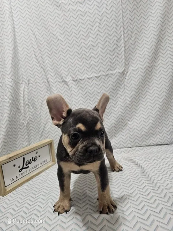 Buddy – French Bulldog puppy for sale in Greensburg, IN
