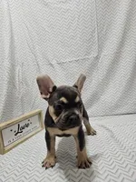 Buddy, a male French Bulldog for sale in Greensburg, IN – 1 of 4