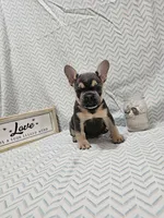Minnie, a female French Bulldog for sale in Greensburg, IN – 3 of 4