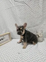 Minnie, a female French Bulldog for sale in Greensburg, IN – 4 of 4