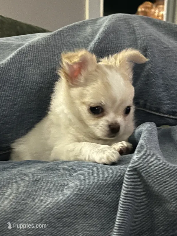 Flash Gordie – Chihuahua puppy for sale in Saint Joseph, MO