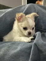 Flash Gordie, a male Chihuahua for sale in Saint Joseph, MO – 2 of 6