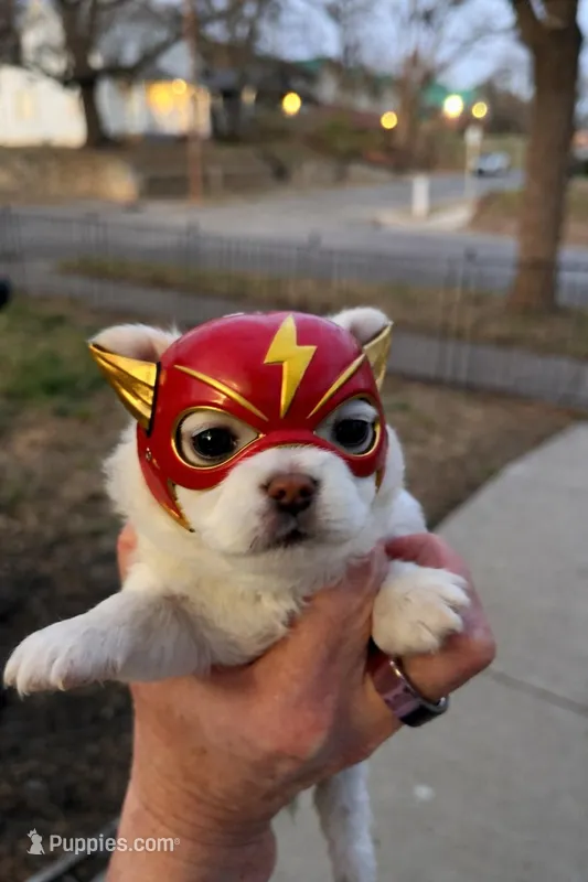 Flash Gordie – Chihuahua puppy for sale in Saint Joseph, MO