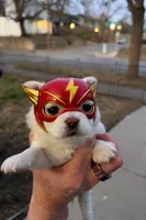 Flash Gordie, a male Chihuahua for sale in Saint Joseph, MO – Photo 1 of 5