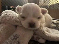 Flash Gordie, a male Chihuahua for sale in Saint Joseph, MO – Photo 5 of 5