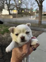 Flash Gordie, a male Chihuahua for sale in Saint Joseph, MO – Photo 3 of 5