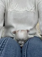 Flash Gordie, a male Chihuahua for sale in Saint Joseph, MO – Photo 2 of 5