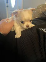 Flash Gordie, a male Chihuahua for sale in Saint Joseph, MO – 6 of 6