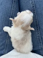 Flash Gordie, a male Chihuahua for sale in Saint Joseph, MO – Photo 4 of 5