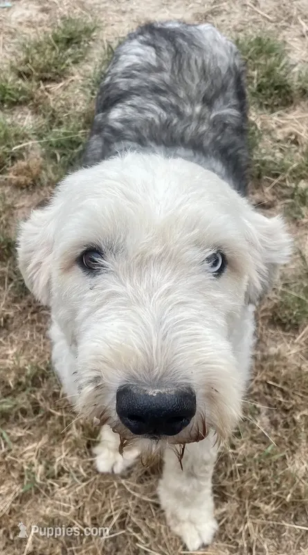 Watson – Old English Sheepdog puppy for sale in Wake Forest, NC