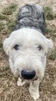 Watson, a male Old English Sheepdog for sale in Wake Forest, NC – 1 of 2