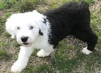 Watson, a male Old English Sheepdog for sale in Wake Forest, NC – 2 of 2