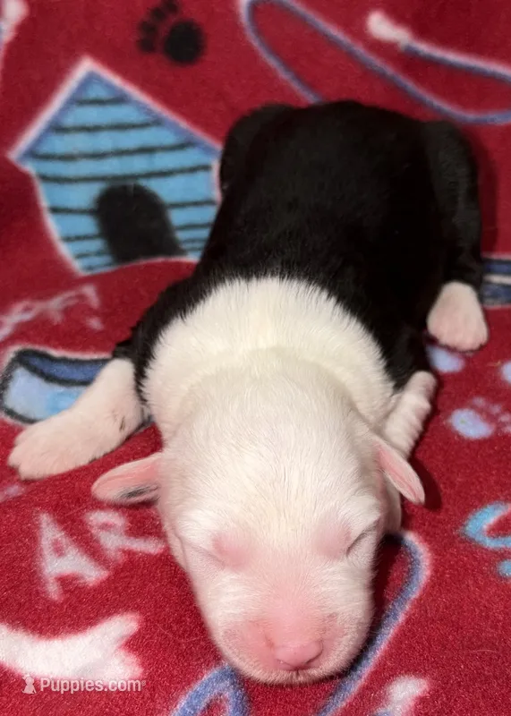 Tori's #1 Female – Old English Sheepdog puppy for sale in Wake Forest, NC