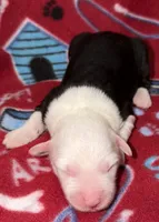 Tori's #1 Female, a female Old English Sheepdog for sale in Wake Forest, NC – 1 of 1